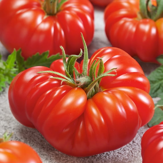 Zapotec Oaxacan Ribbed Tomato Seeds - 0.25 Oz ~1700 Seeds - Non-GMO - Vegetable Garden - Solanum lycopersicum