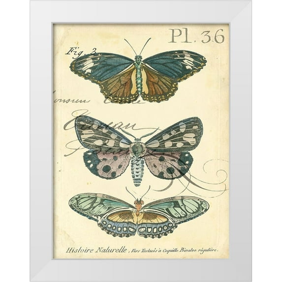 Zarris, Chariklia 12x14 White Modern Wood Framed Museum Art Print Titled - Custom Butterfly Ephemera III (GC)