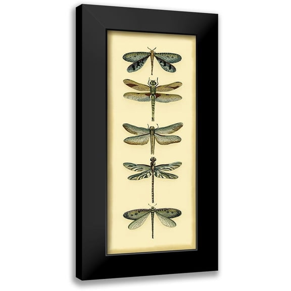 Zarris, Chariklia 8x14 Black Modern Framed Museum Art Print Titled - Small Dragonfly Collector I
