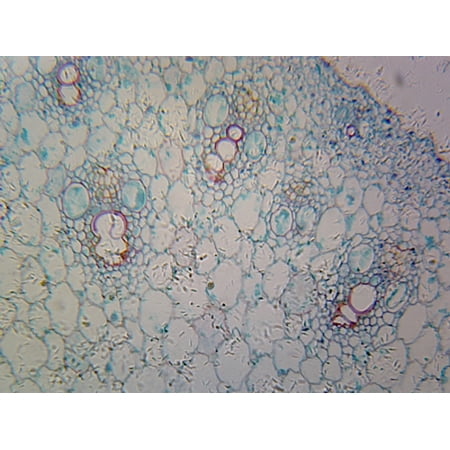 Microscope Slide - Zea Mays Corn Root Tip; Cross Section