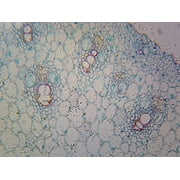 Microscope Slide - Zea Mays Corn Root Tip; Cross Section
