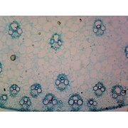 Microscope Slide of Zea Mays Corn Stem; Cross Section