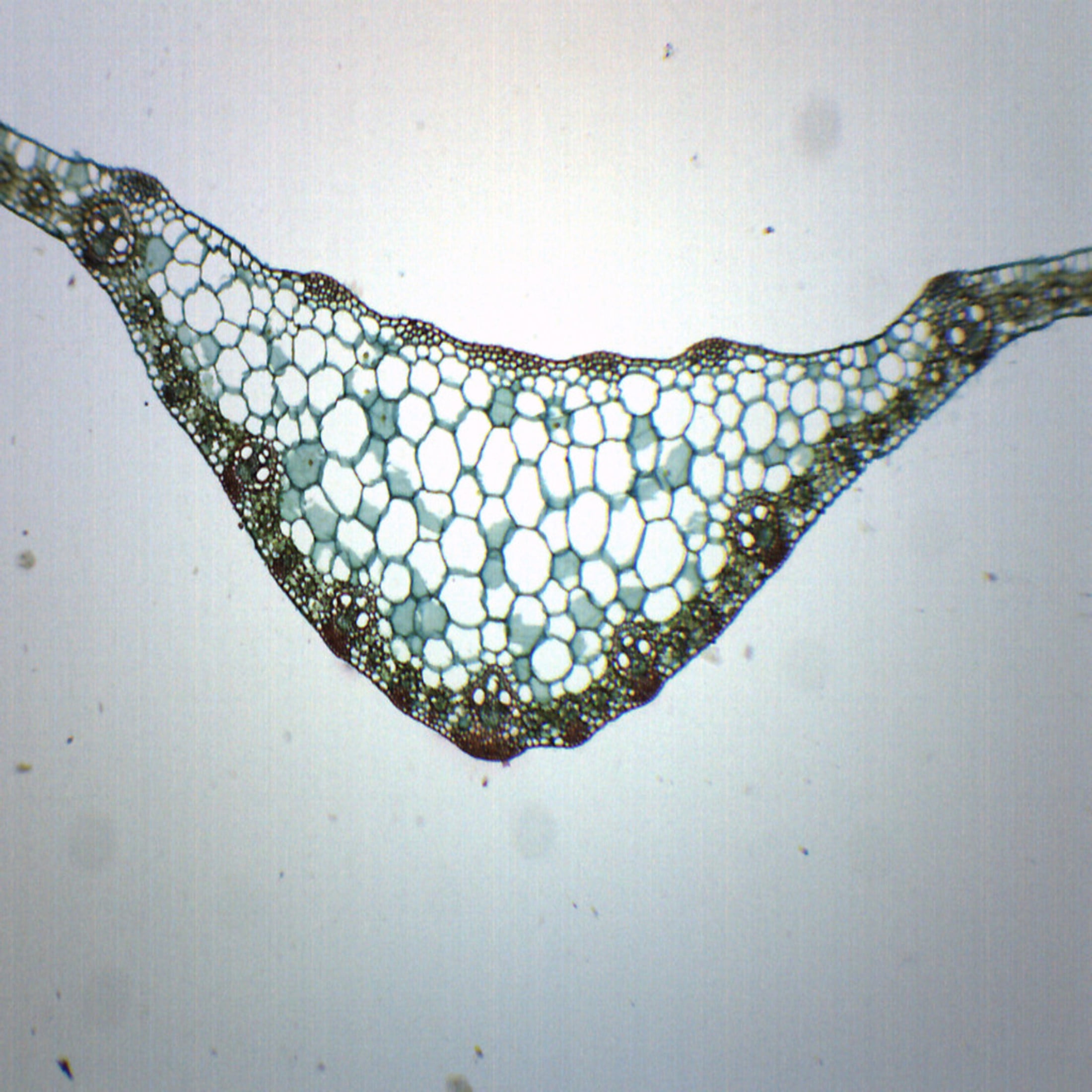 Zea Mays Leaf - Cross Section - Prepared Microscope Slide - 75 x 25mm ...