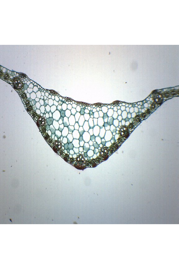 Zea Mays Leaf - Cross Section - Prepared Microscope Slide - 75 x 25mm - Biology & Microscopy - Eisco Labs
