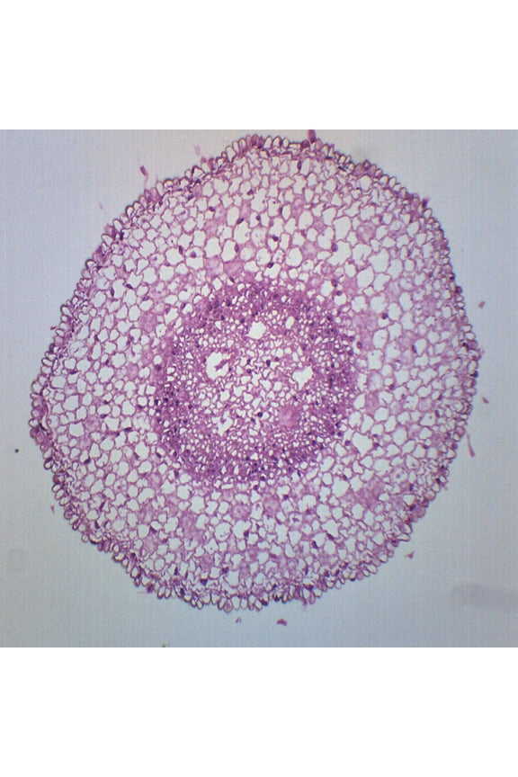 Zea Mays Root Tip, Cross Section - Prepared Microscope Slide - 75 x 25mm - Biology & Microscopy - Eisco Labs