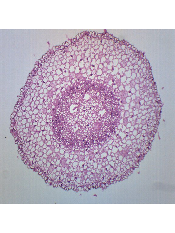 Zea Mays Root Tip, Cross Section - Prepared Microscope Slide - 75 x 25mm - Biology & Microscopy - Eisco Labs