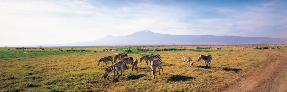 Zebra Amboseli Kenya Canvas Art - Panoramic Images (36 x 12)