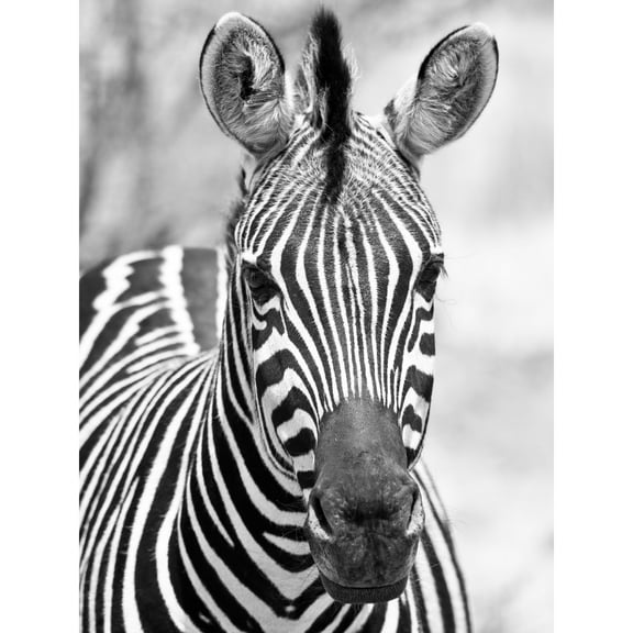 Zebra Animal Black White Photo Extra Large XL Wall Art Poster Print