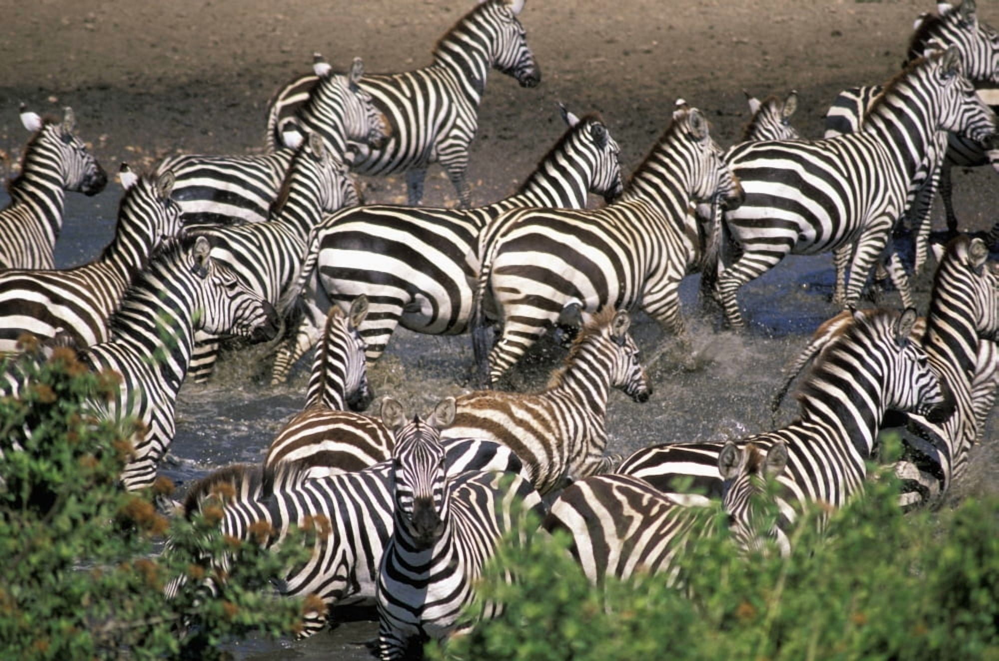 Zebra At Waterhole Canvas Art - Guy Marks Design Pics (38 x 24)