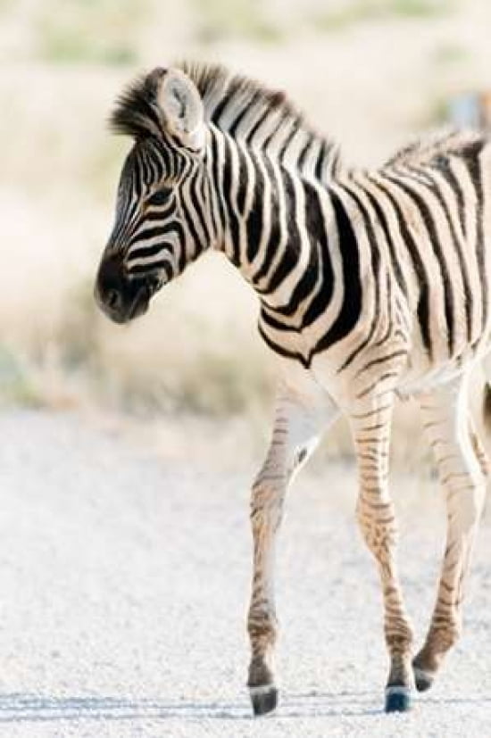 Zebra Colt I Canvas Art - Beth Wold (24 x 36)