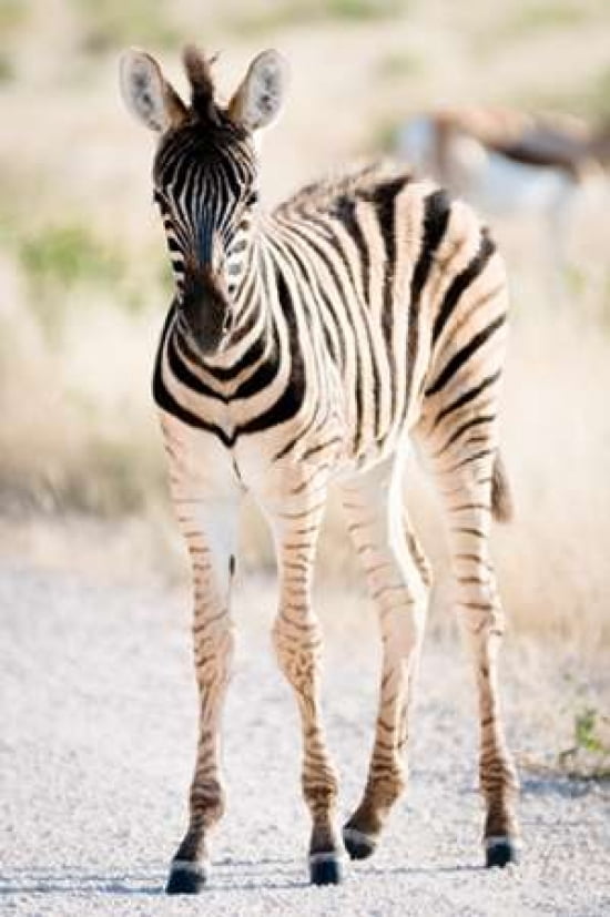Zebra Colt II Canvas Art - Beth Wold (12 x 18)