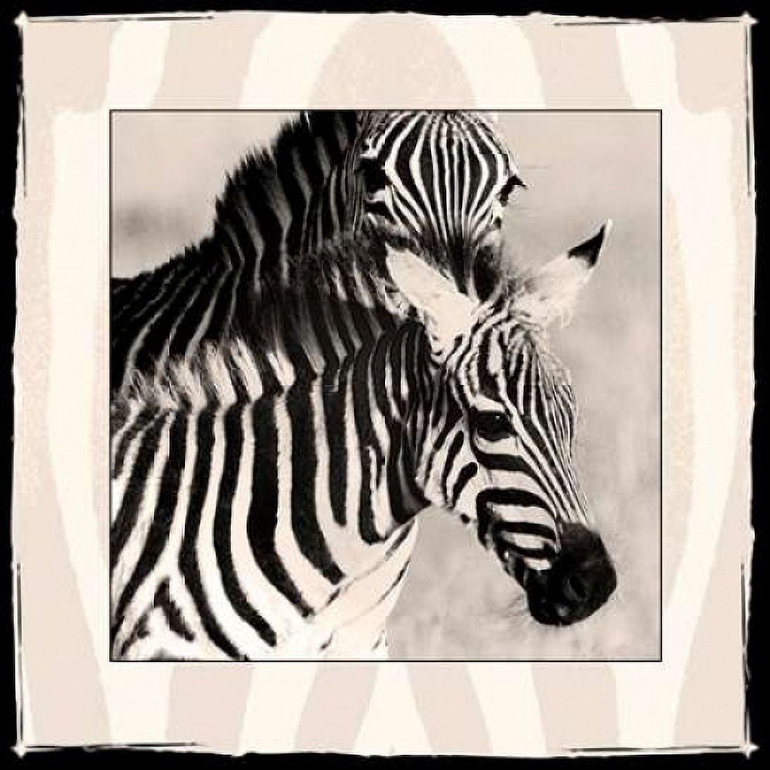 Zebra Enchantment 1 Canvas Art - Frank & Susann Parker Nature Photography (24 x 24)