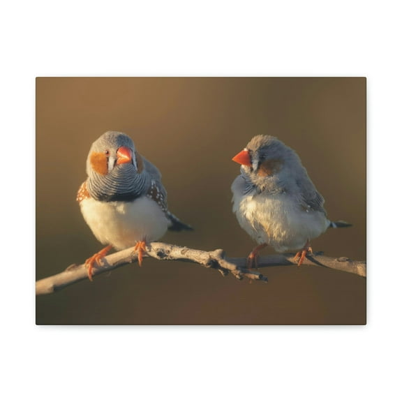 Zebra Finch Couple Perched on a Branch on Warm Light Print Animal Wall Art Wildlife Canvas Prints Wall Art Ready to Hang Unframed