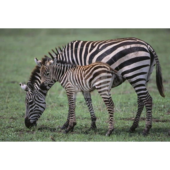 Zebra Foal and Mother, Animals Unframed Photographic Print Wall Art by DLILLC Sold by ArtCom