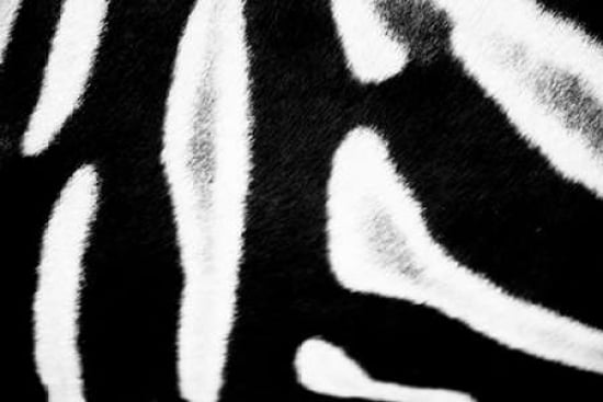 Zebra Fur I Canvas Art - Beth Wold (24 x 36)