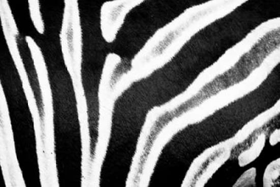 Zebra Fur II Canvas Art - Beth Wold (24 x 36)