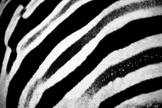 Zebra Fur III Canvas Art - Beth Wold (24 x 36)