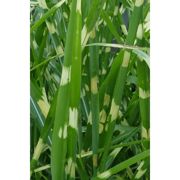 Zebra Grass 4" Pot 2pk