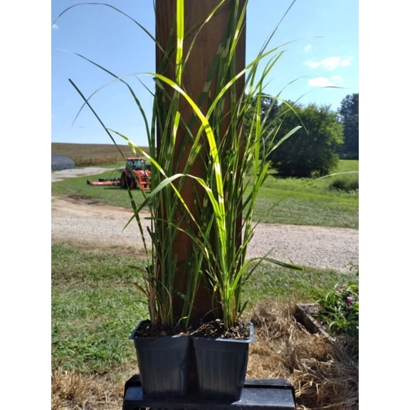 Zebra Grass 4in pot 5pk