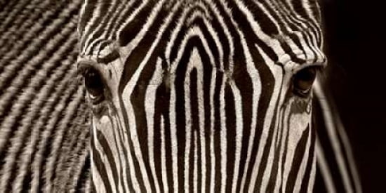 Zebra Grevy Canvas Art - Marina Cano (10 x 20)