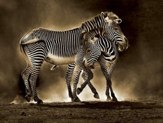 Zebra Grevys Canvas Art - Marina Cano (18 x 24)