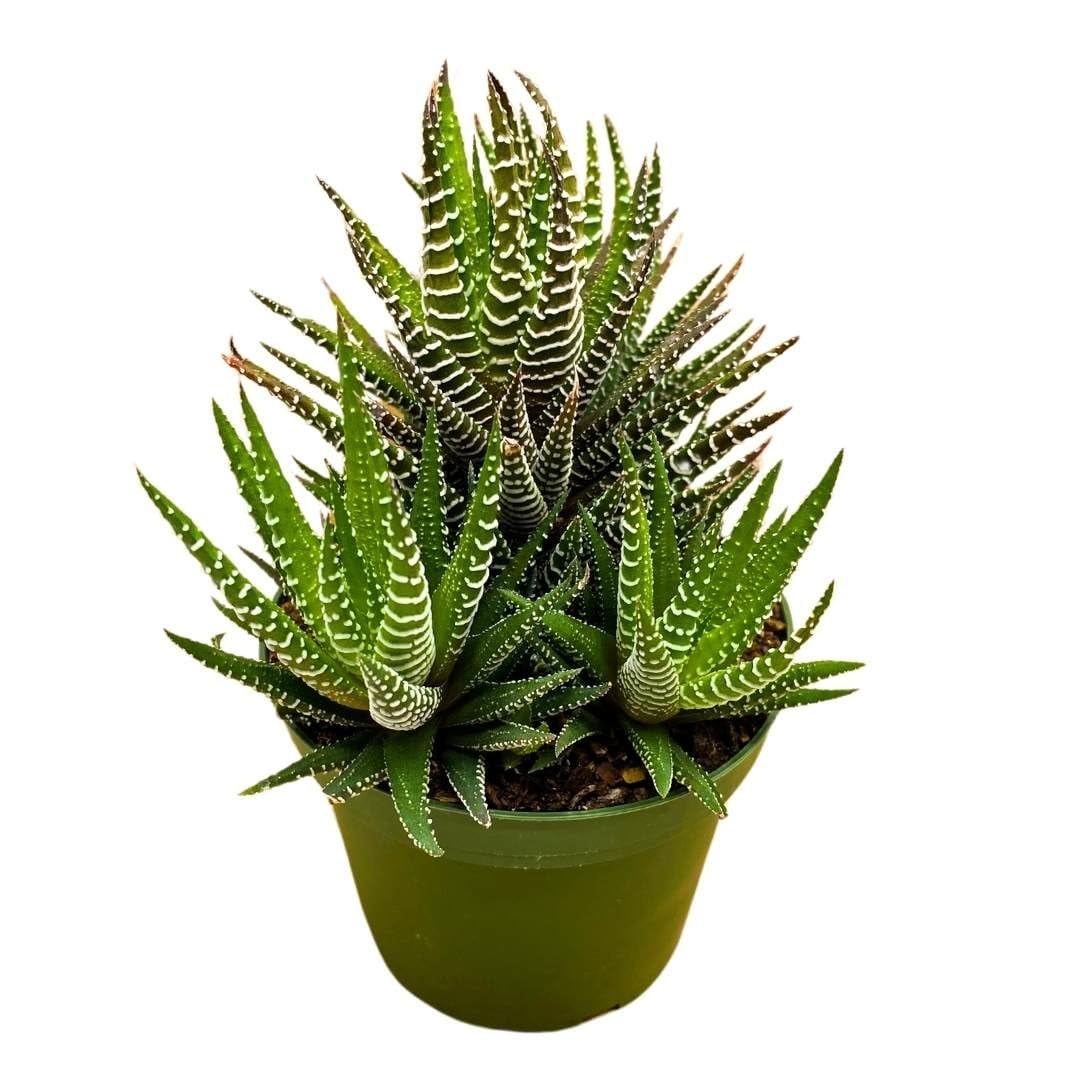 Zebra Haworthia, Haworthiopsis attenuata, Haworthia