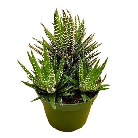 Zebra Haworthia, Haworthiopsis attenuata, Haworthia attenuata, Haworthiopsis coarctata (Haw.), haworthia reinwardtii, Zebra Wart