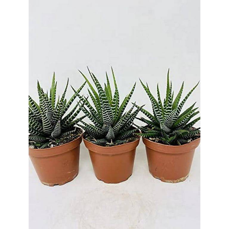 SUPER SALE - Haworthia Collection 3 Plants - Easy to grow/Hard to kill - 2 SUPER SALE - Haworthia Collection 3 Plants - Easy to grow/Hard to kill - 2