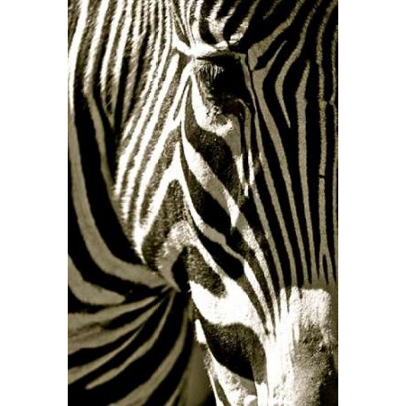 Zebra Head Poster Print by Courtney Lawhorn