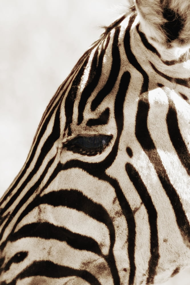 Zebra (Hippotigris Dolichohippus) Canvas Art - Carson Ganci Design Pics (12 x 19)