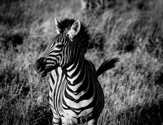 Zebra I Canvas Art - Beth Wold (22 x 28)