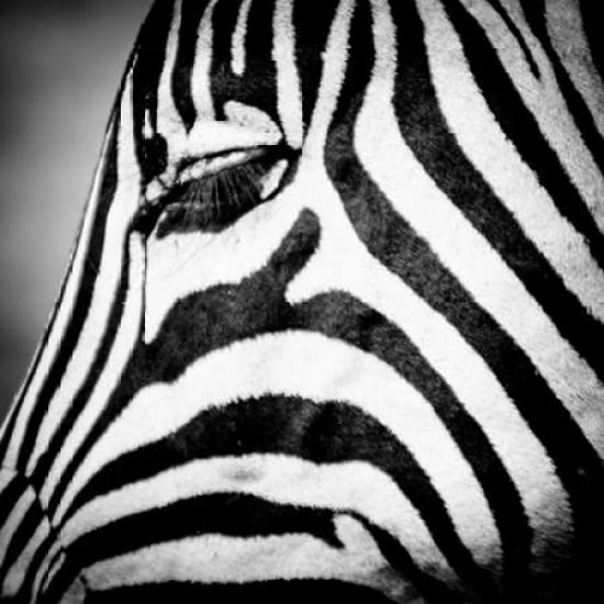 Zebra I Canvas Art - Beth Wold (24 x 24)