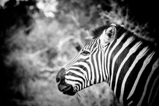 Zebra II Canvas Art - Beth Wold (24 x 36)