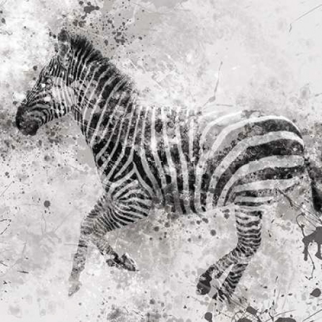 Zebra II Canvas Art - Carol Robinson (24 x 24)