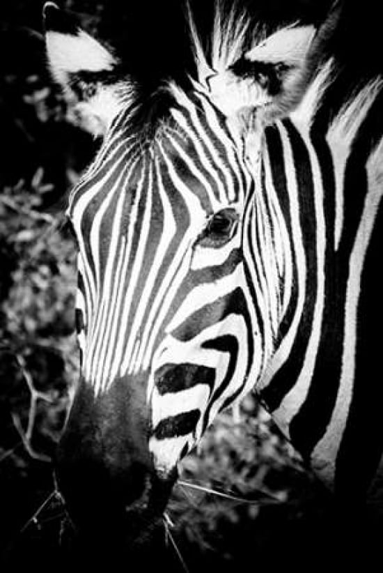 Zebra III Canvas Art - Beth Wold (12 x 18)