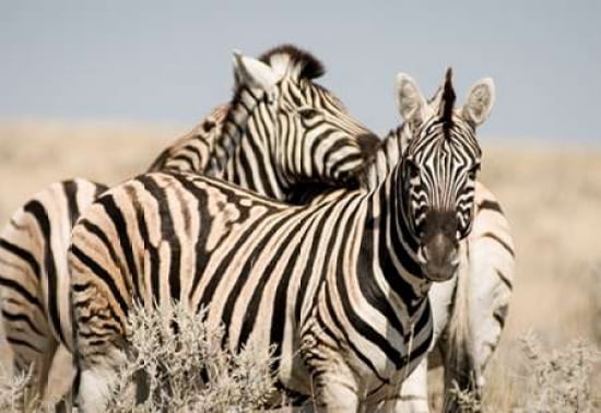 Zebra IV Canvas Art - Beth Wold (20 x 28)