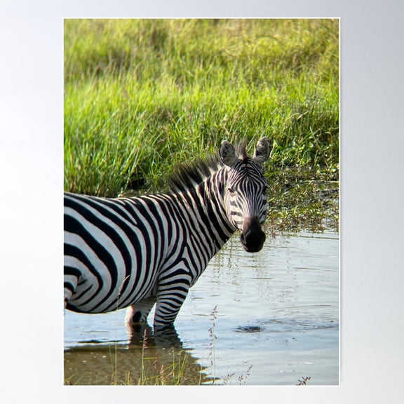 Zebra In Marsh Poster Wall Art, Modern Wall Decor For Living Room Bedroom, 8x12 UNFRAMED