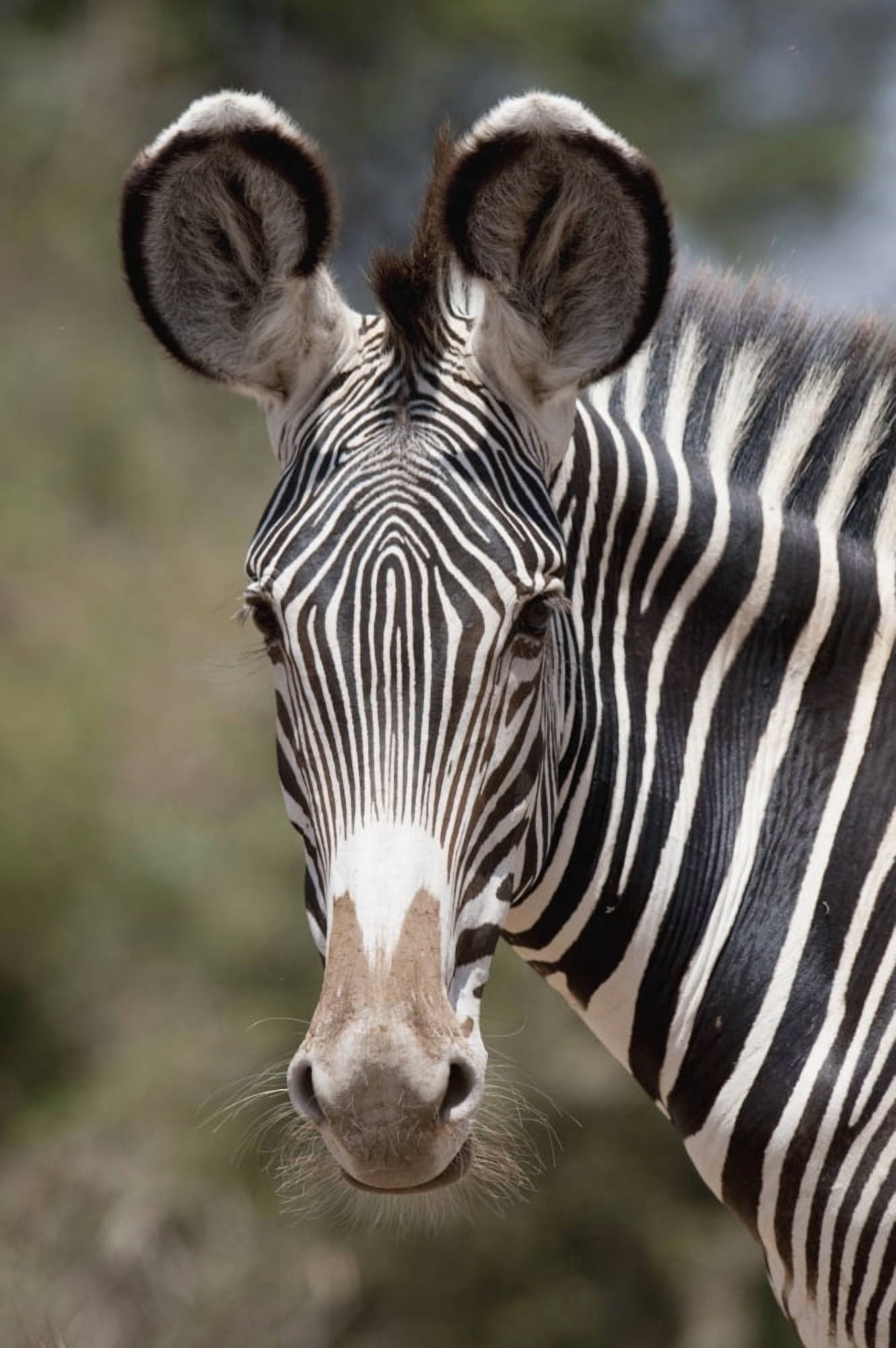 Zebra Kenya Africa Canvas Art - Keith Levit Design Pics (24 x 36)