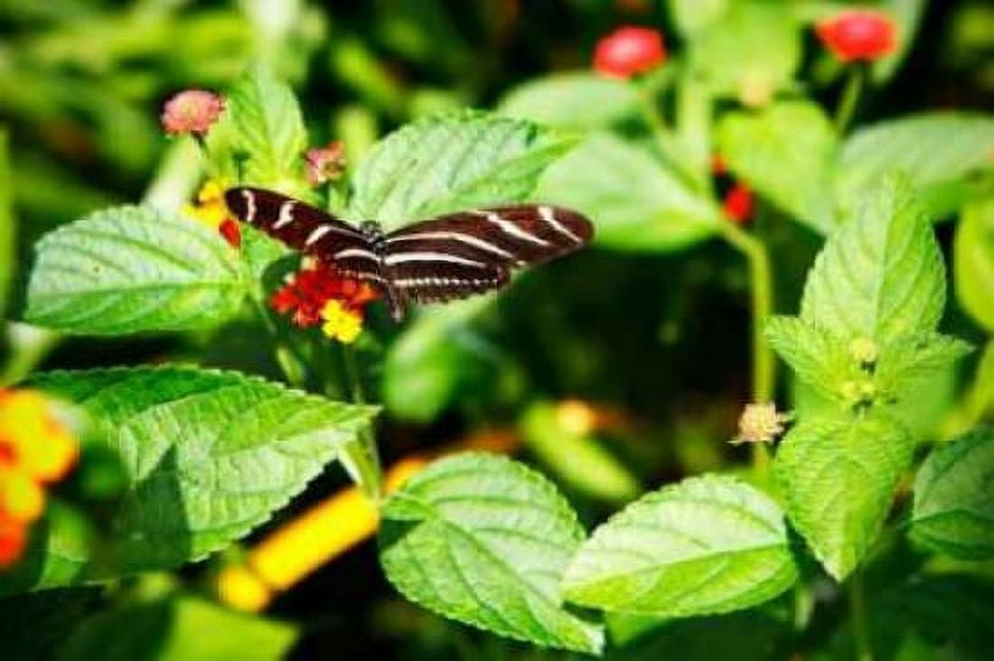 Zebra Longwing Canvas Art - Alan Hausenflock (20 x 28)