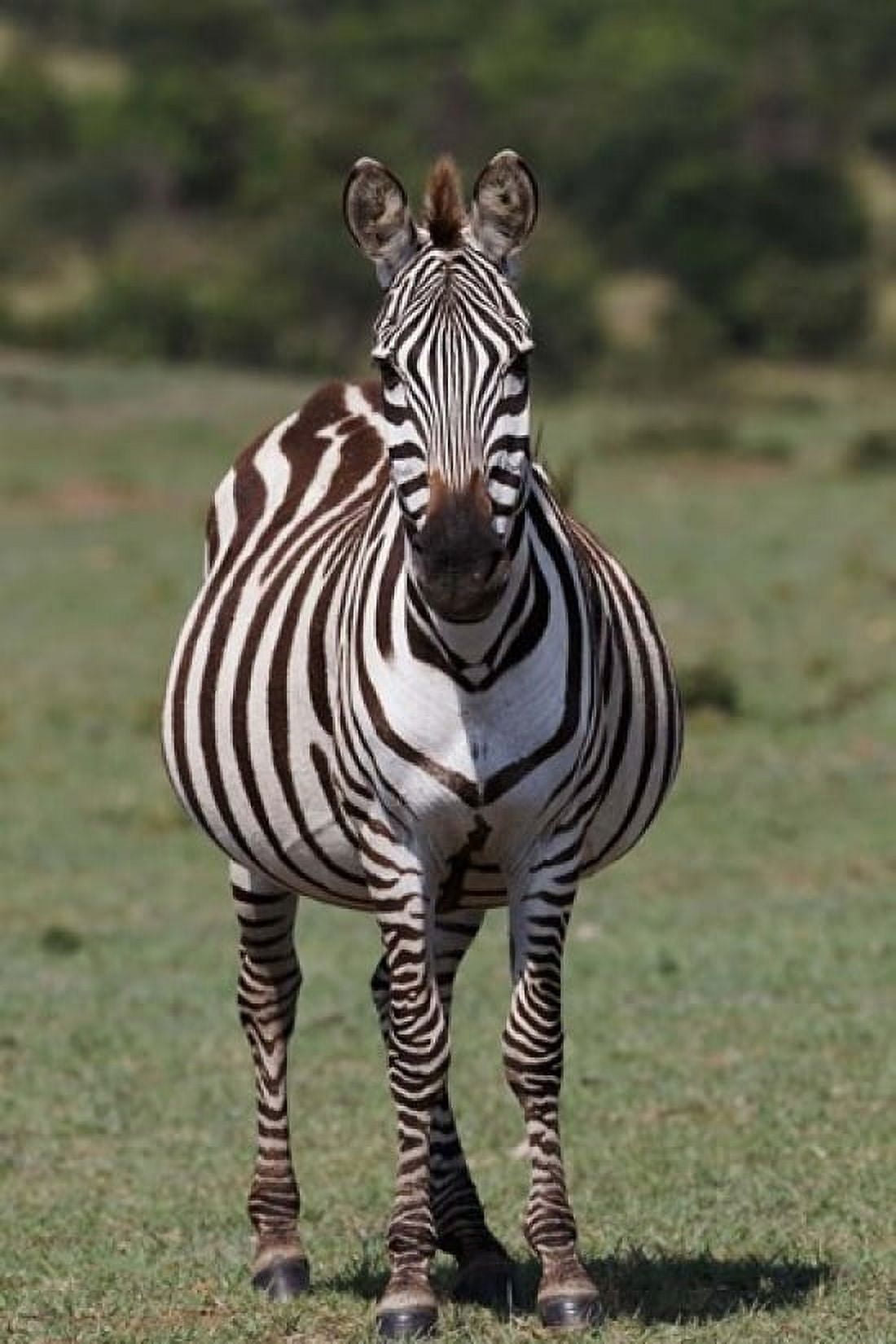 Zebra Maasai Mara Kenya Canvas Art - Adam Jones DanitaDelimont (11 x 17)