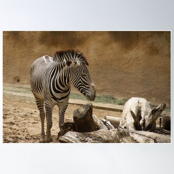 Zebra Making A Face Poster Wall Art, Modern Wall Decor For Living Room Bedroom, 8x12 UNFRAMED