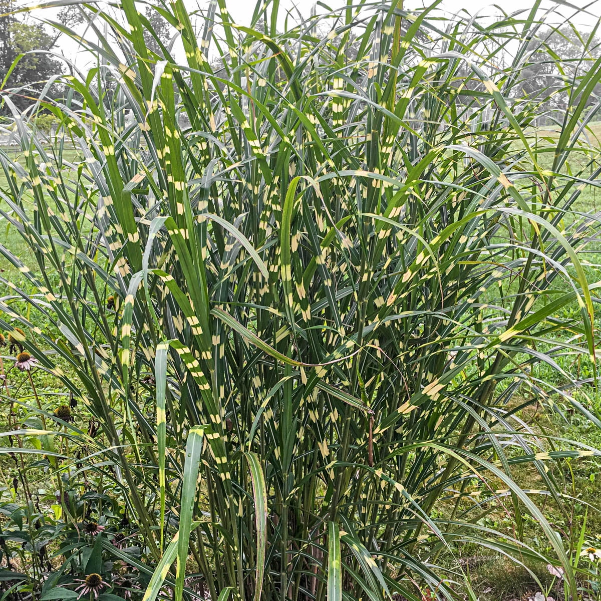 Zebra Miscanthus Ornamental Grass Dormant Bare Root Perennial Starter