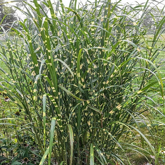 Zebra Miscanthus Ornamental Grass Dormant Bare Root Perennial Starter Plant, One Plant per Offer