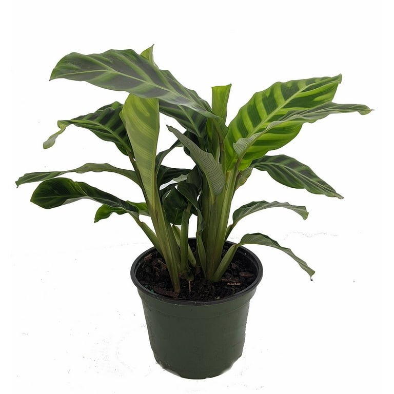Calathea Zebrina - Plante zèbre