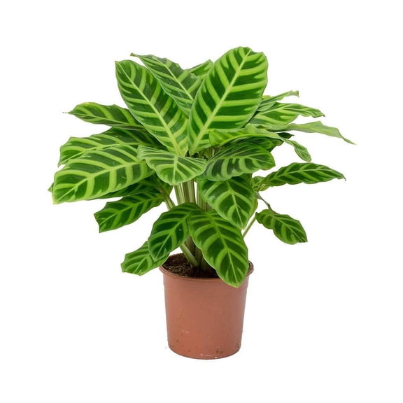 Zebra PlantCalathea zebrinaTropical foliage 10" Pot