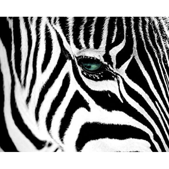 Zebra Stripes & Green Eye Laminated Poster (20.5x16.5)