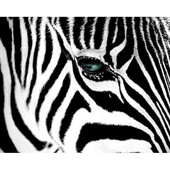 Zebra Stripes & Green Eye Poster (20x16)