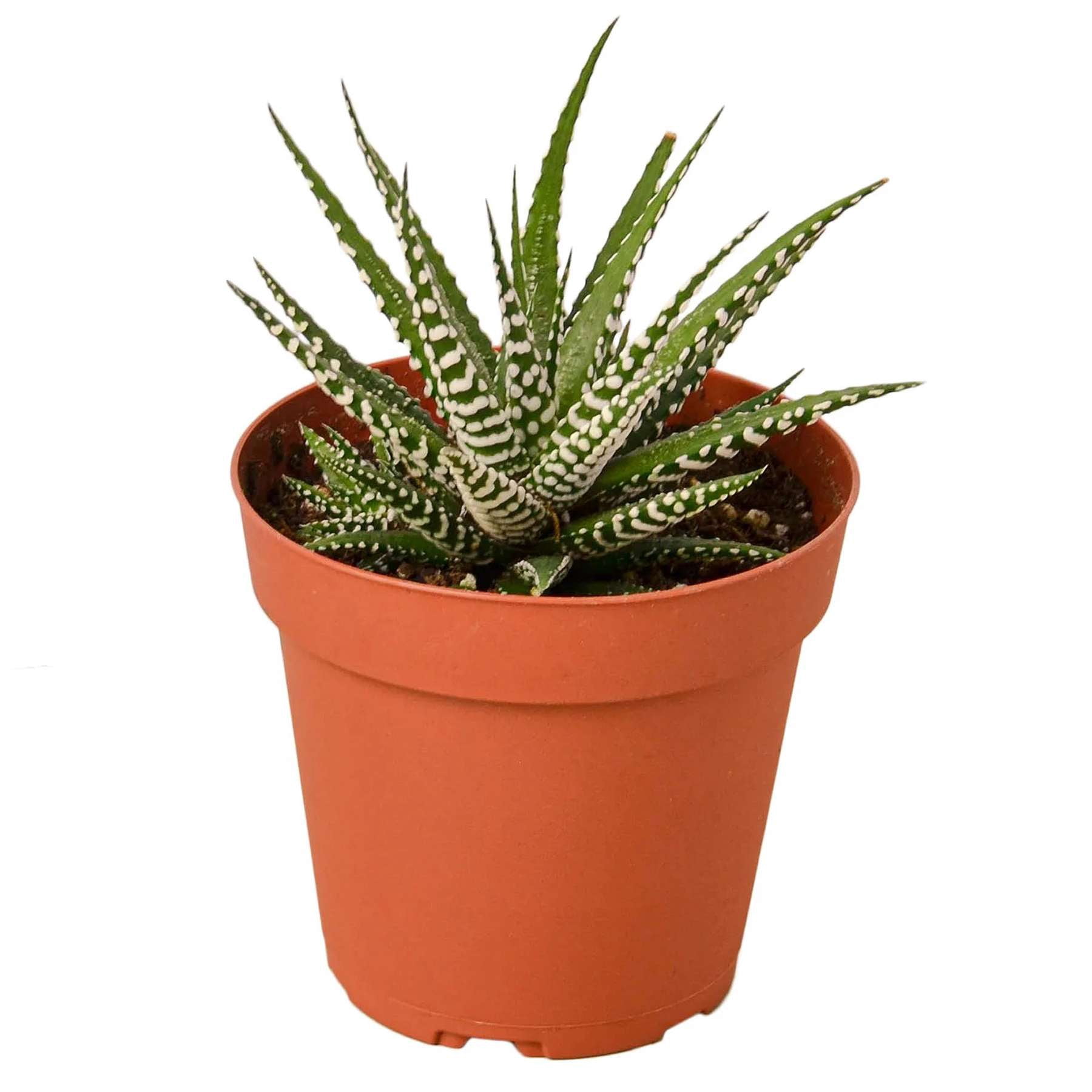 Zebra Succulent Live Plant for Indoor | Different Houseplants in 4'' & 6'' Pot | Real House Plant for Living Room, Office, Desk & Bathroom |  Zebra succulent | Haworthia fasciata