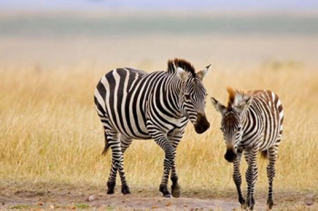 Zebra and Juvenile Zebra on the Maasai Mara Kenya Canvas Art - Joe Restuccia III DanitaDelimont (38 x 25)