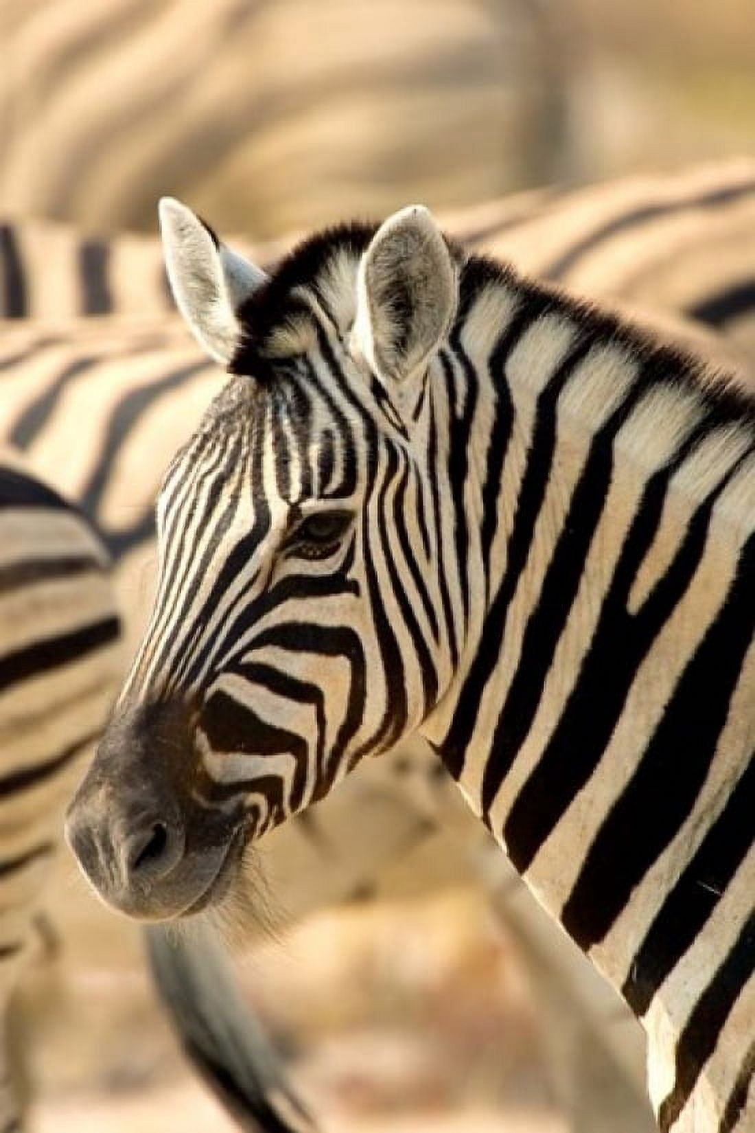 Zebra at Namutoni Resort Namibia Canvas Art - Joe Restuccia III DanitaDelimont (18 x 24)